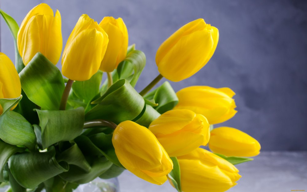 Желтые тюльпаны Ирине