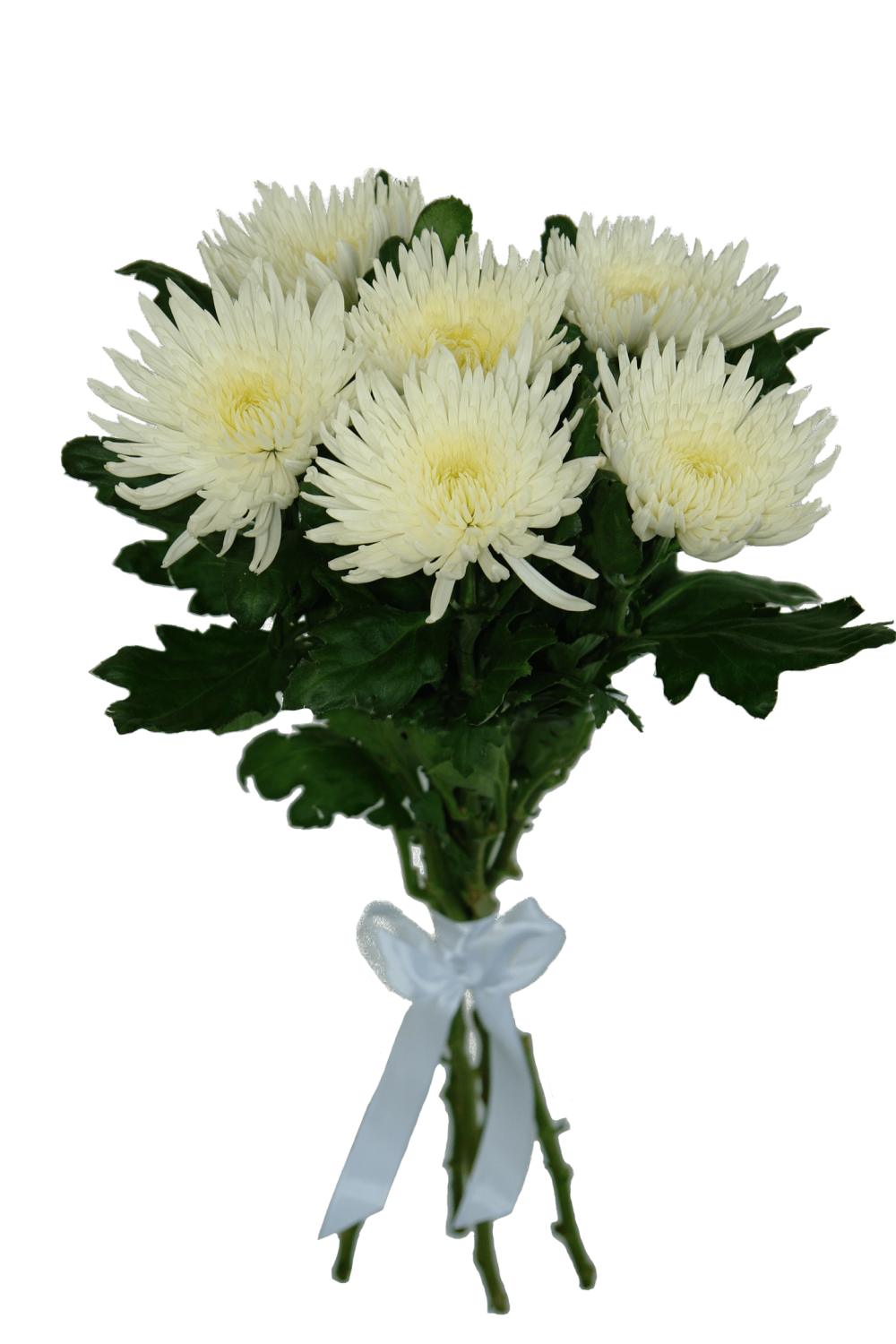 Хризантема одноголовая Анастасия белая
