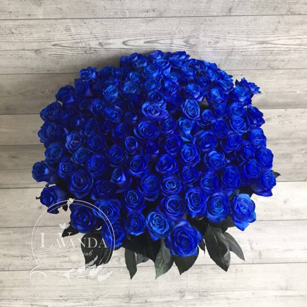 Синяя роза Беккер