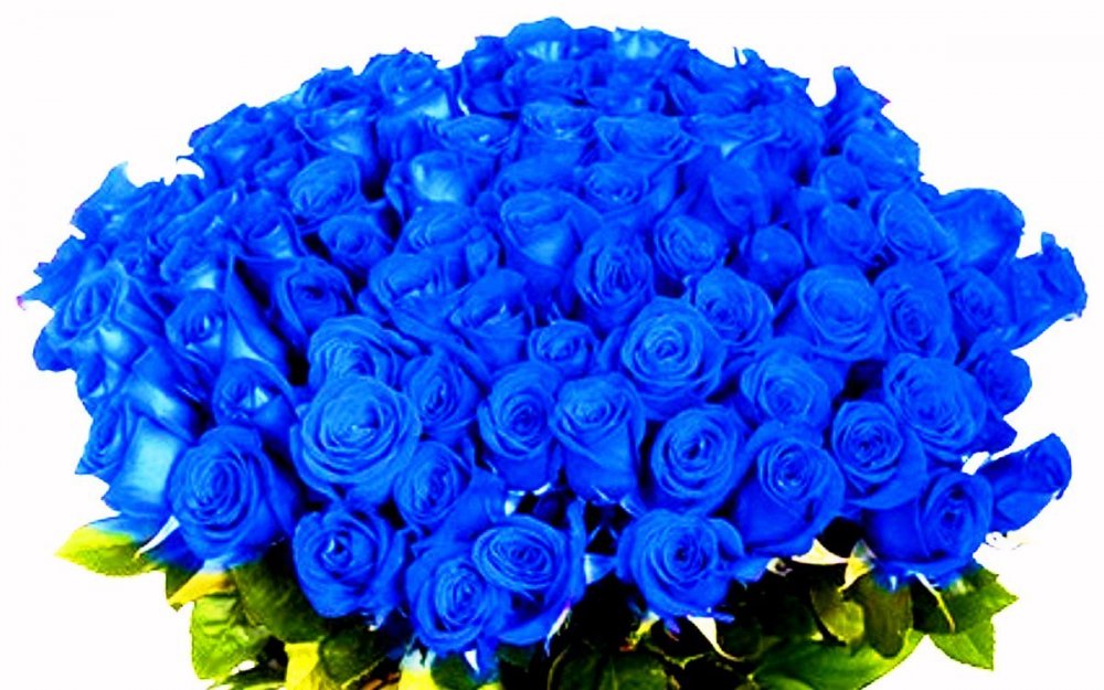 Синие розы Эквадор