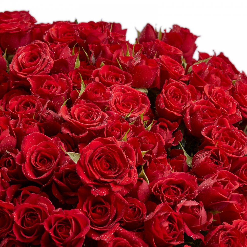 Красные кустовые розы
