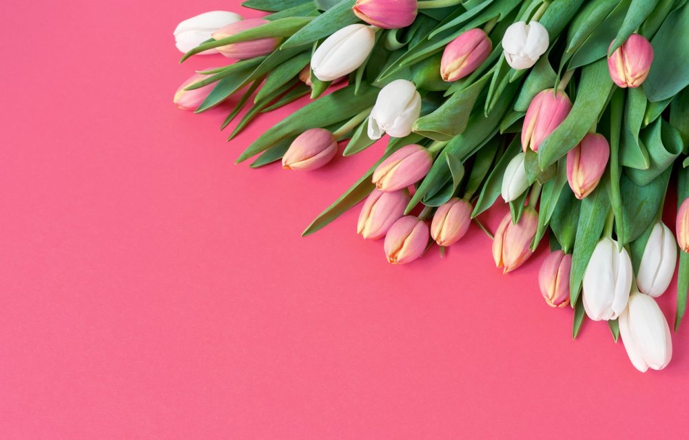 Букет тюльпанов на розовом фоне