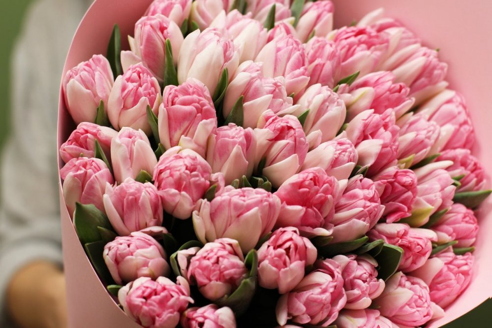 Ярко розовые тюльпаны