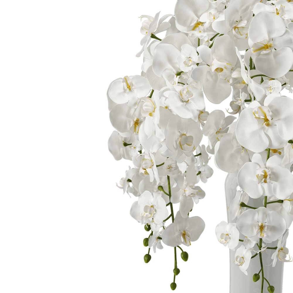 Орхидея фаленопсис белая свисающая