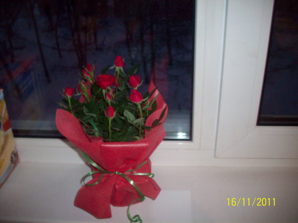 Розы на зимнем окне