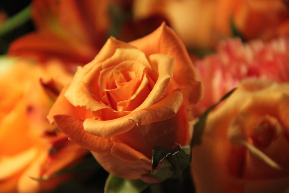 Роза оранж романтика