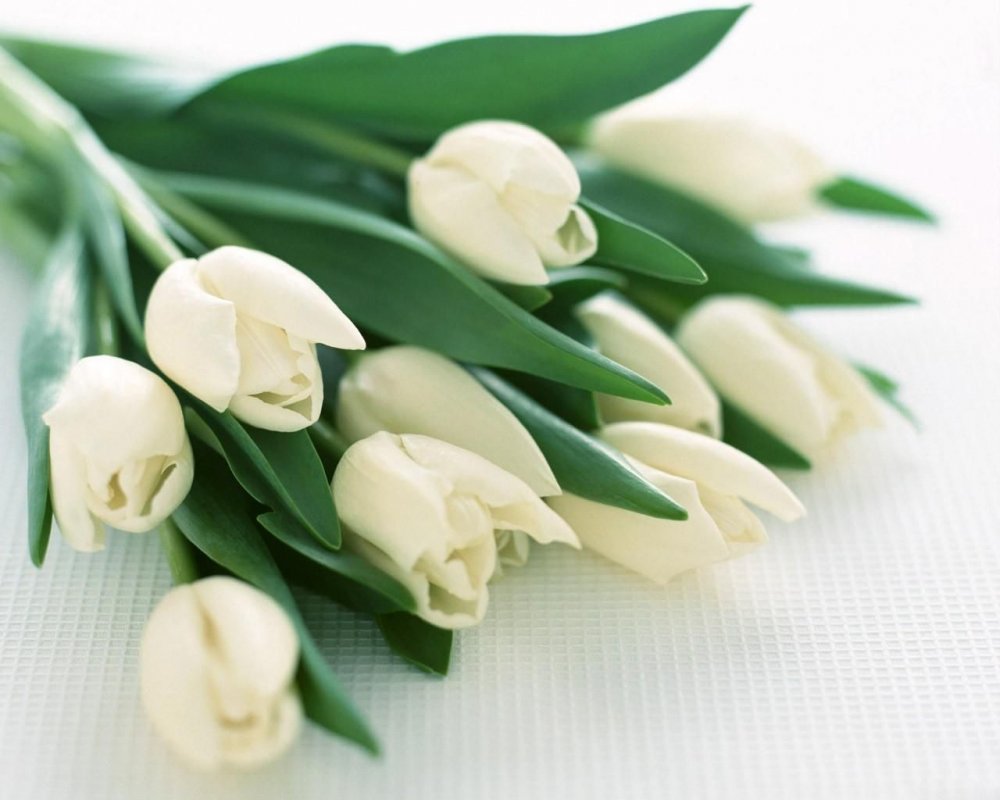 Открытка с 8 марта белые тюльпаны