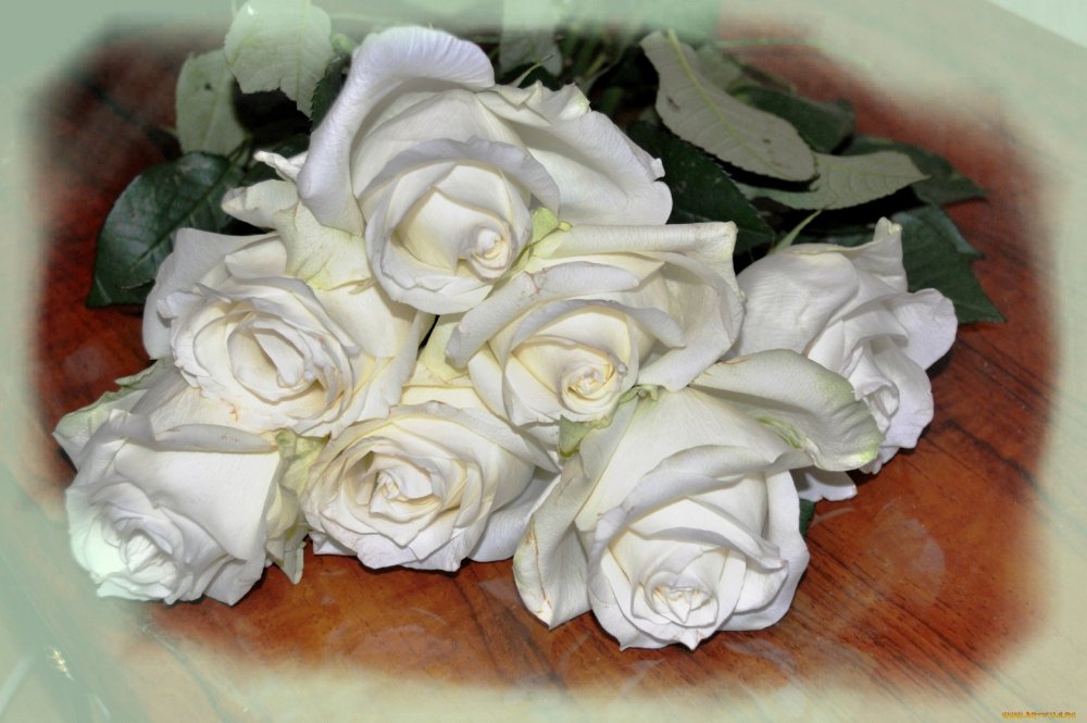 Цветы букет белый макро