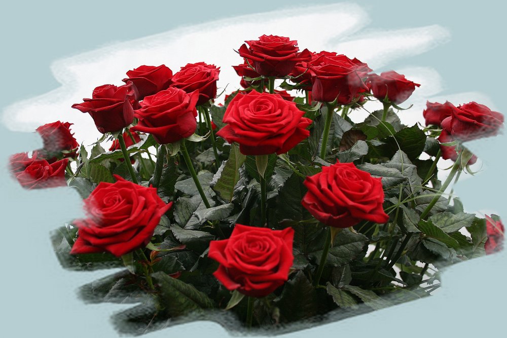 Розы с пожеланиями счастья