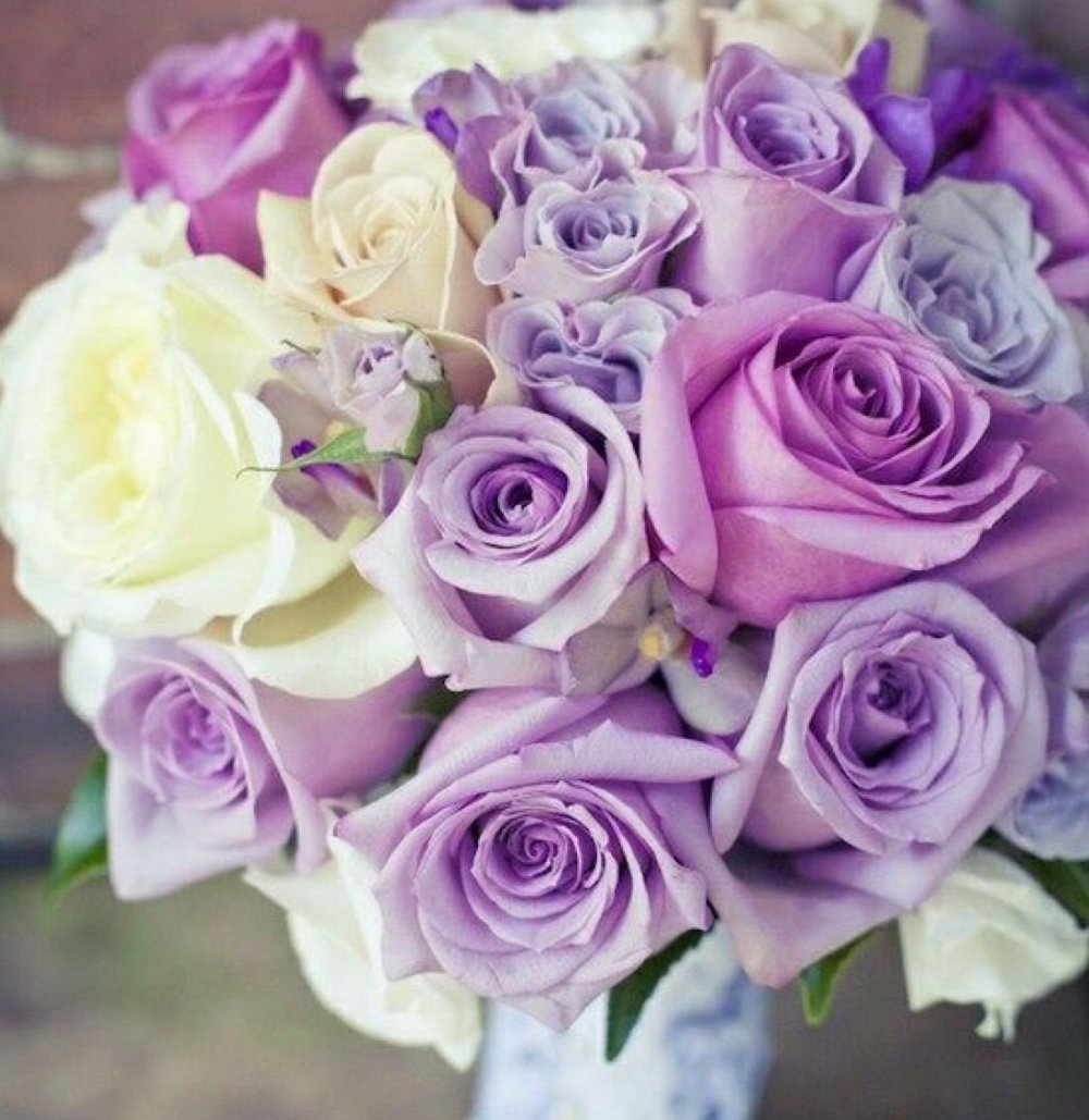 Роза Кенийская Лавандовая фиолетовая