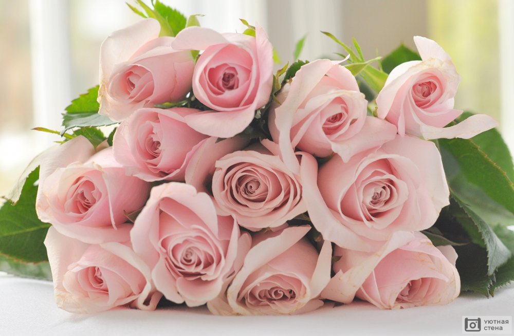 Букет розовых роз на прозрачном фоне
