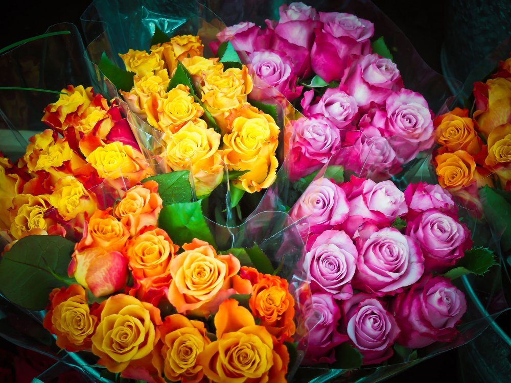 Шикарные розы разных цветов