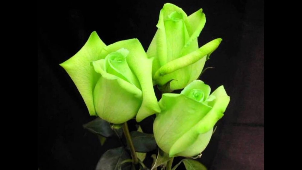 Кустовые розы бело зеленые