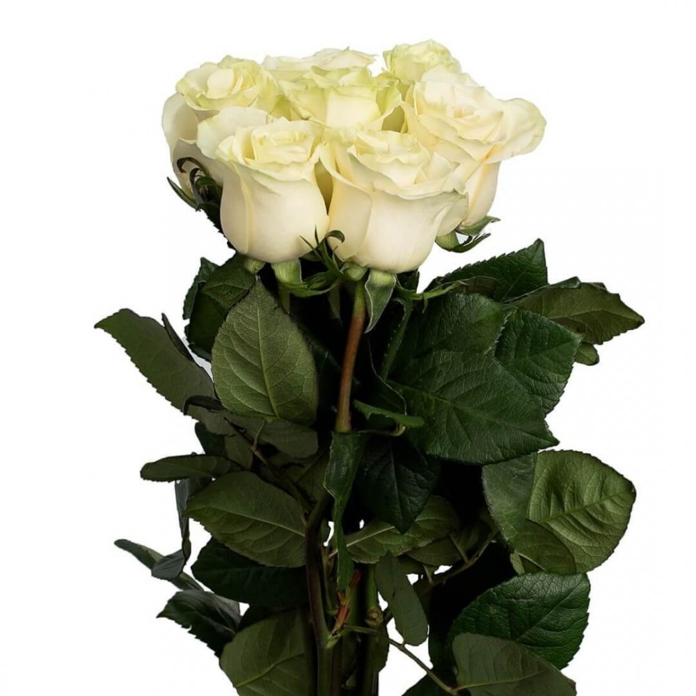 11 Роз метровых белых роз Мондиаль