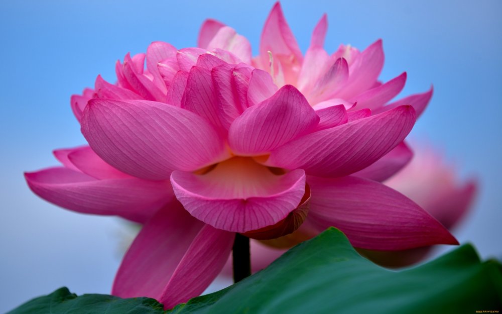 Фото лотоса цветка розового