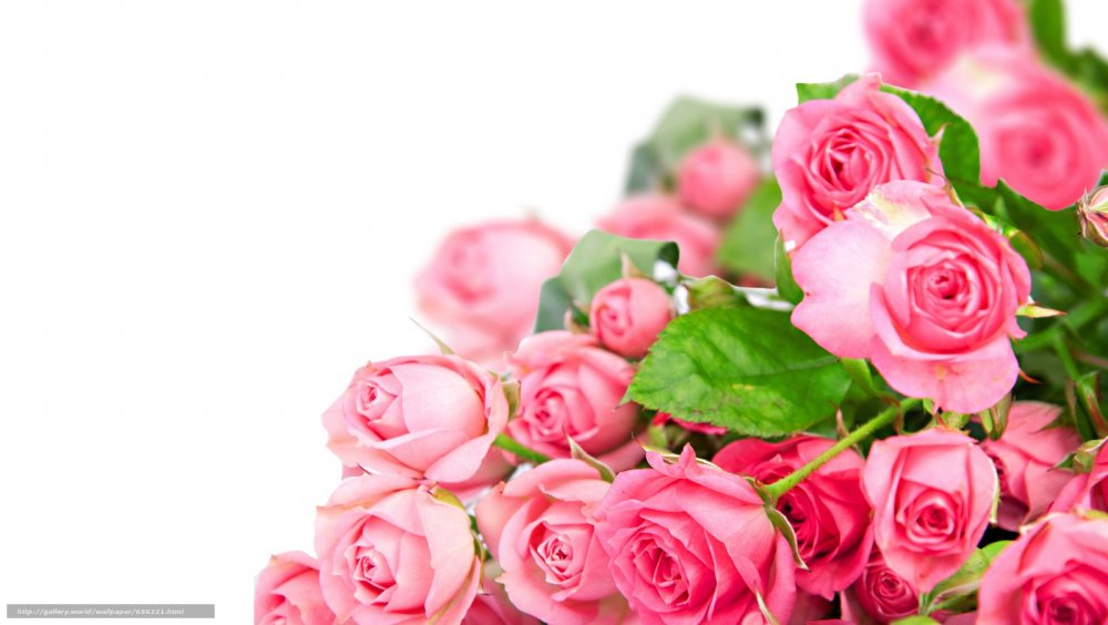 Букет розовых цветов на белом фоне