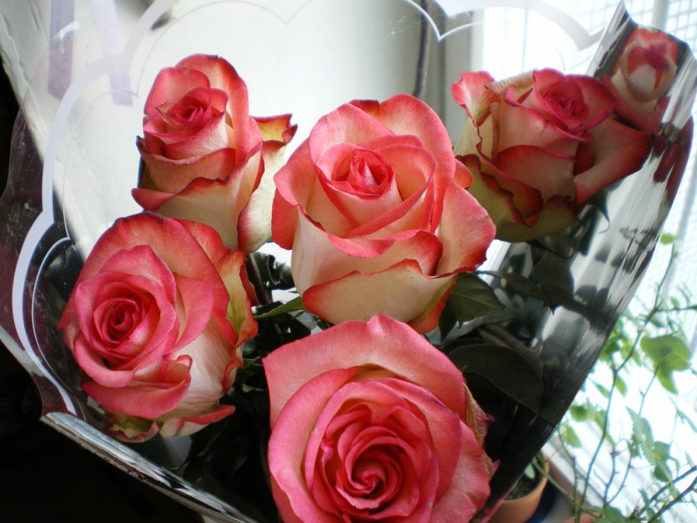 Букет роз домашние