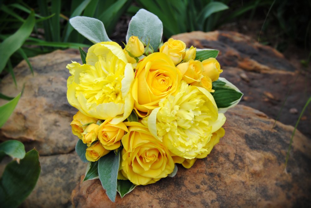 Желтая пионовидная роза