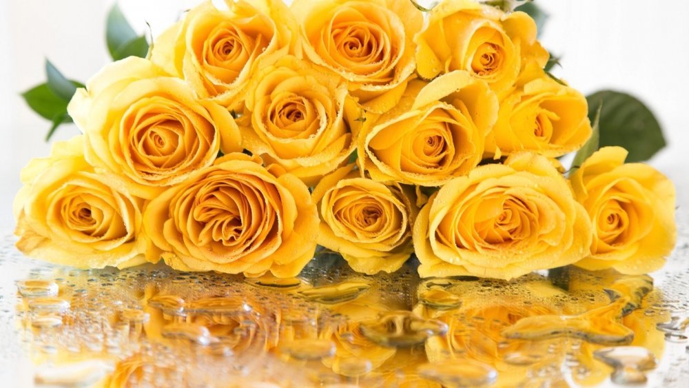 Крупные желтые розы
