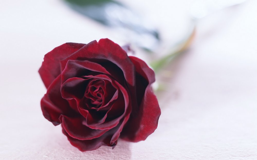 Пионовидная роза бордо