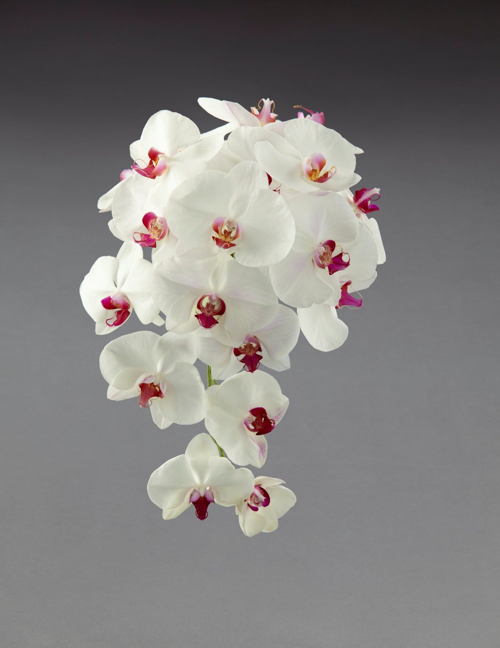 Фаленопсис невеста Орхидея