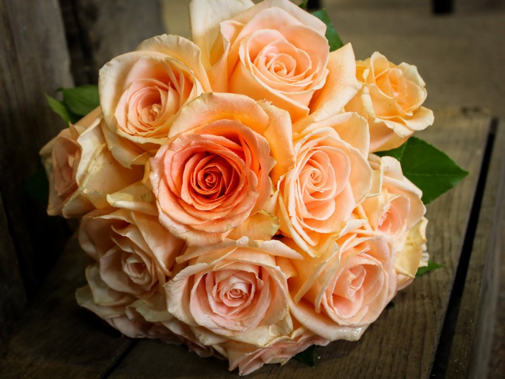 Роза персиковая (30-40 см.)