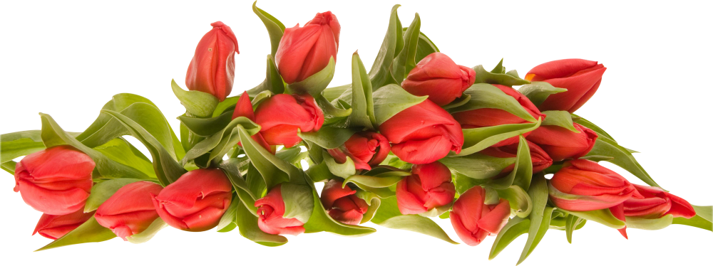 Цветы угловые тюльпаны