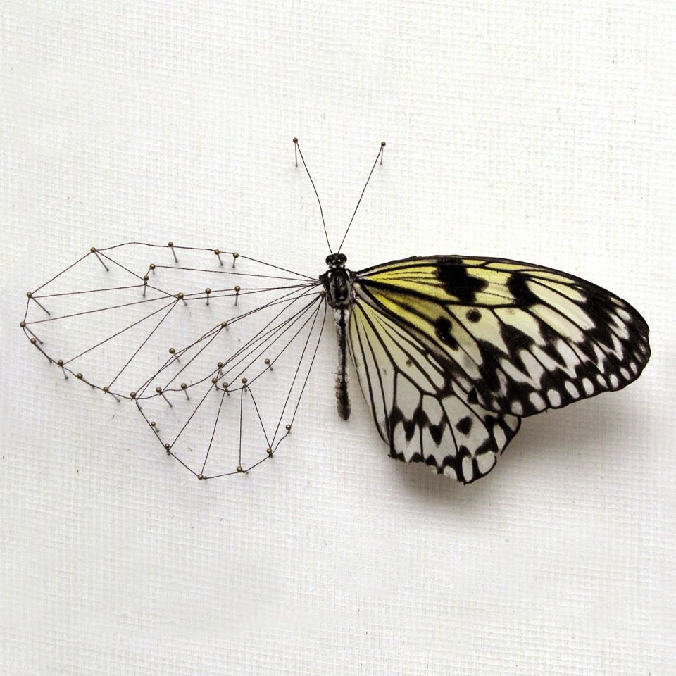 Нарисованные бабочки арт