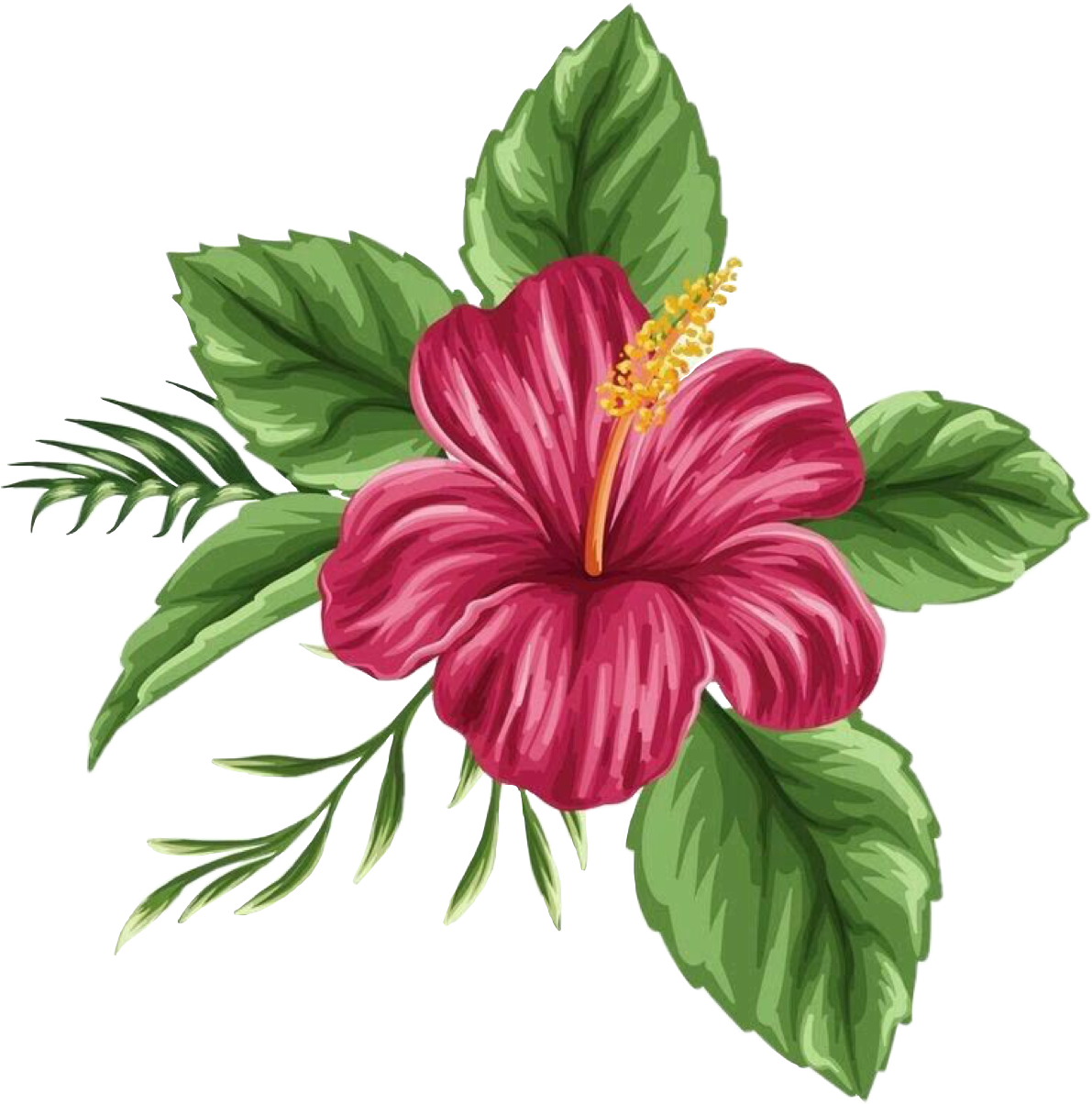 Цветы в paint. Гибискус Гавайи. Цветок гибискуса. Гибискус тропики Гавайи. Гибискус Hibiscus Atheline.