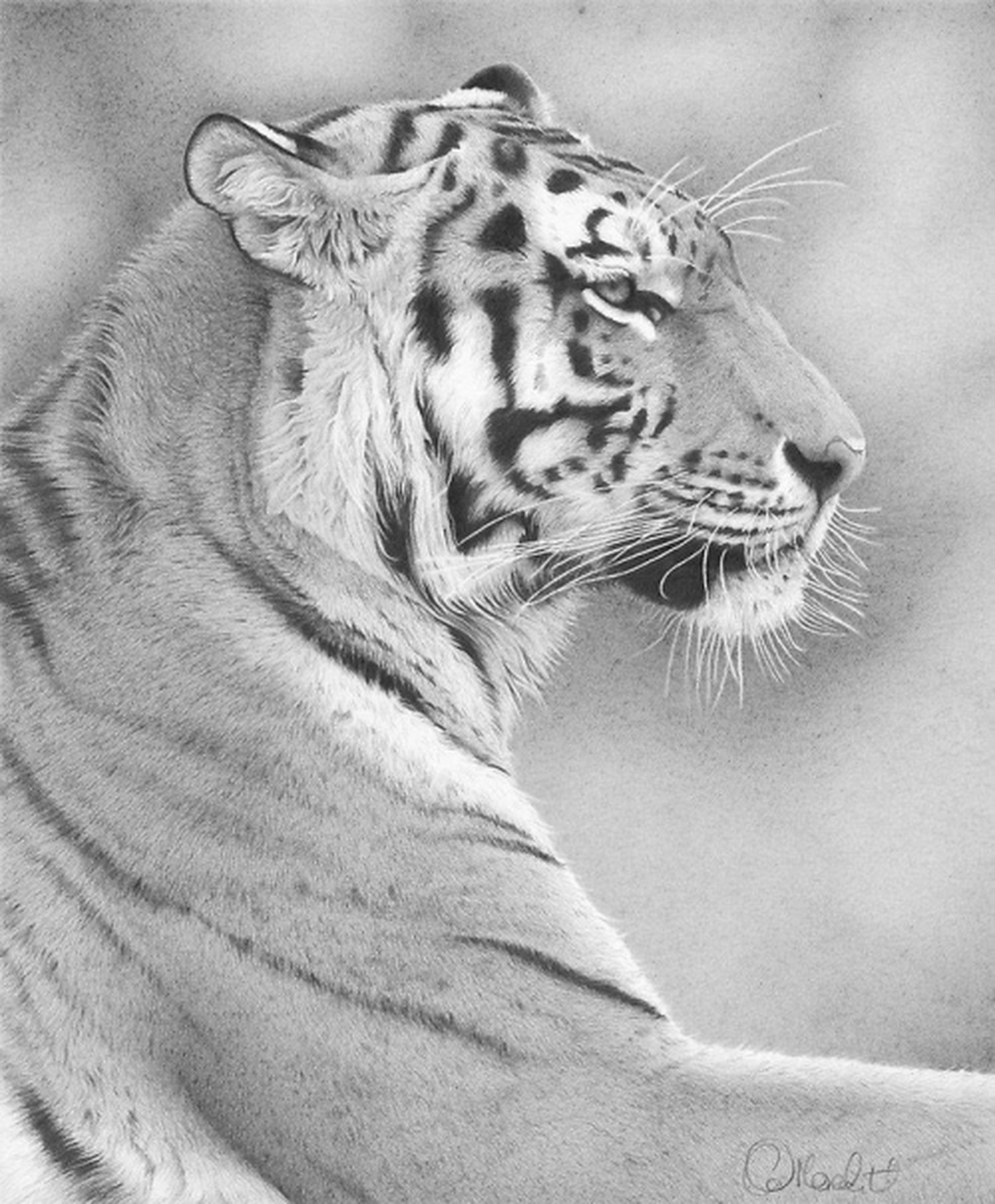 Картинки простых животных. Рисунки животных. Красивые рисунки животных. Тигр чёрно белый. Рисунки животных карандашом.