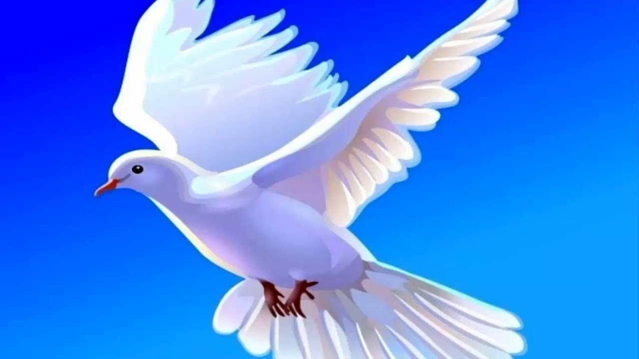 Мир голубей