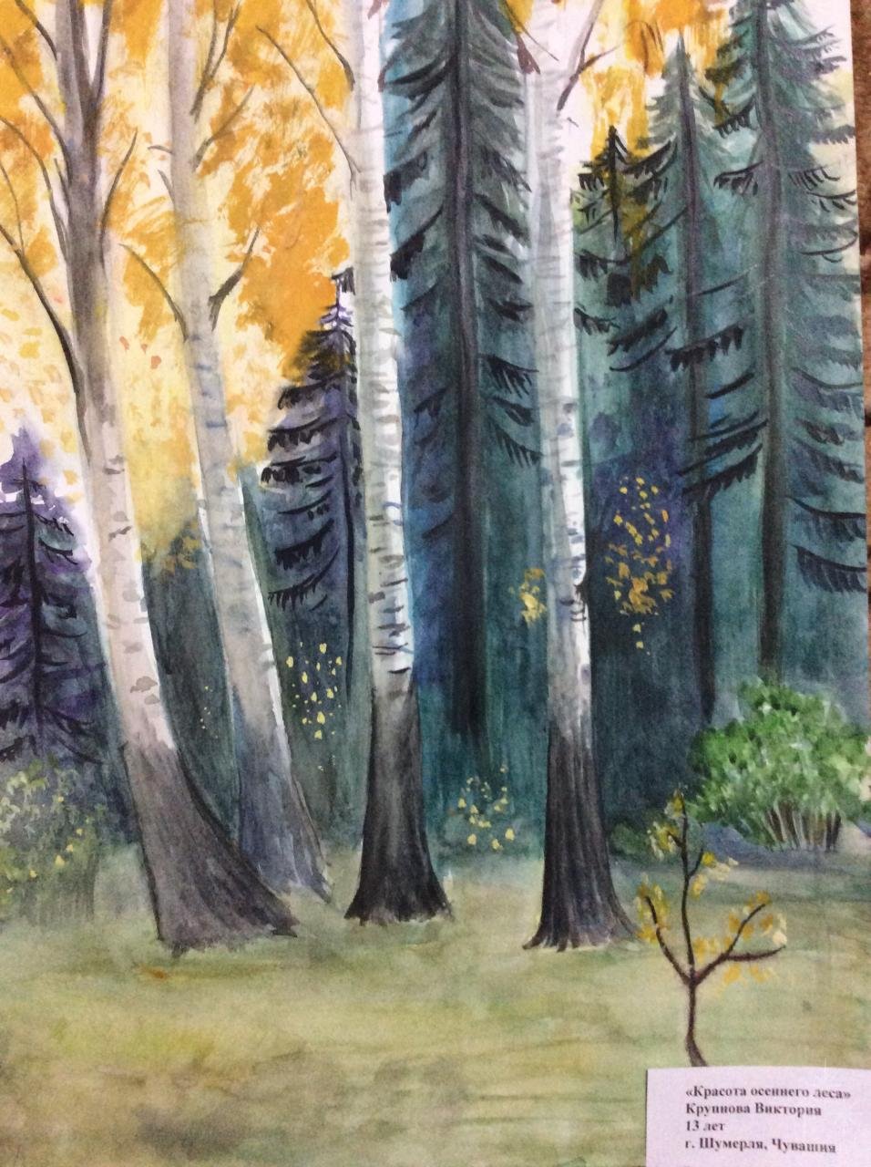 Лесная красота рисунок. Рисунок на тему лес. Рисунок на тему красота леса. Иллюстрации красота в лесу. Рисунки красота лесов.