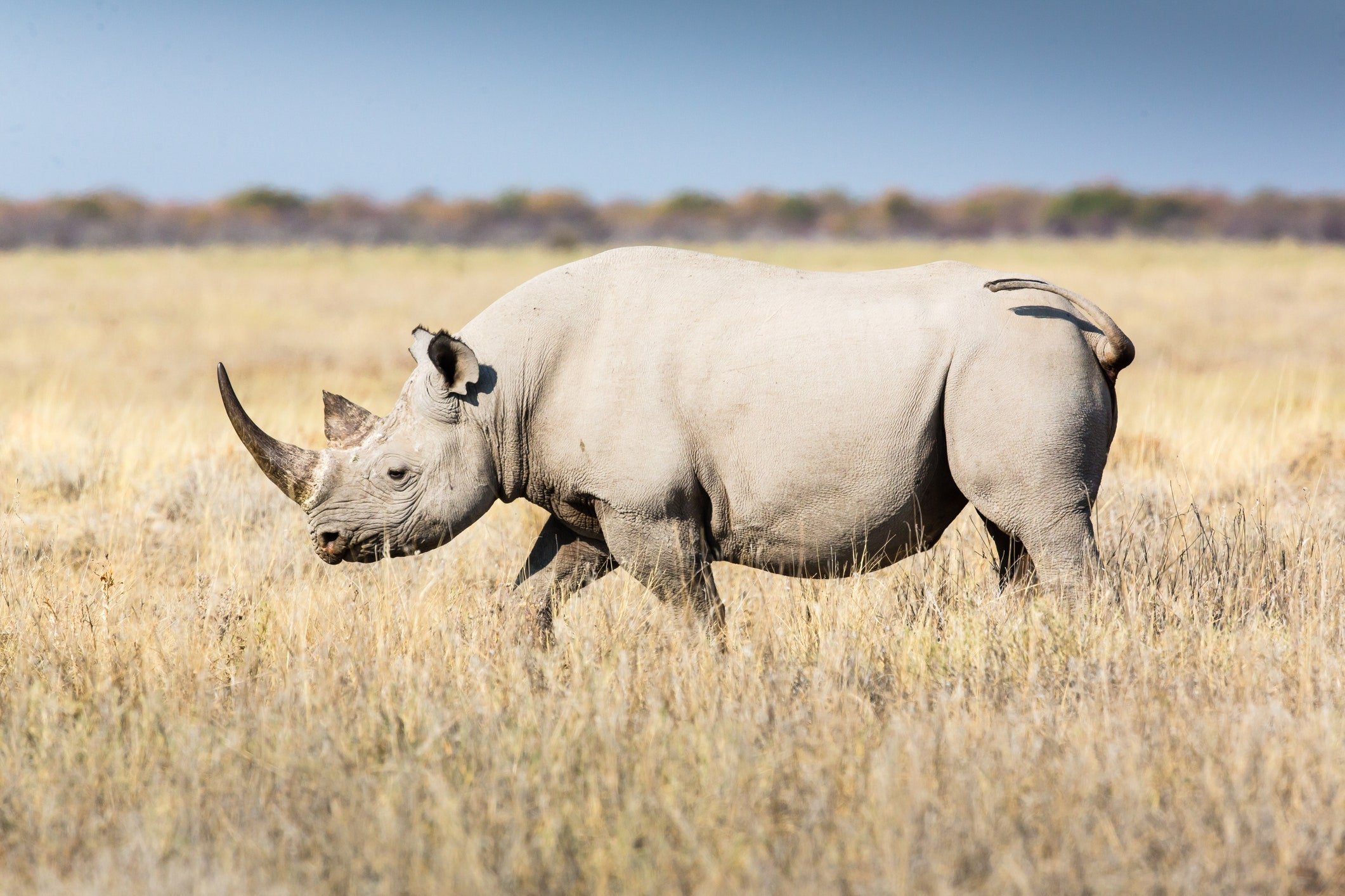 Бело черный носорог. Белый носорог. Африканский черный носорог. Белый носорог в Африке. Носорог на рабочий стол.