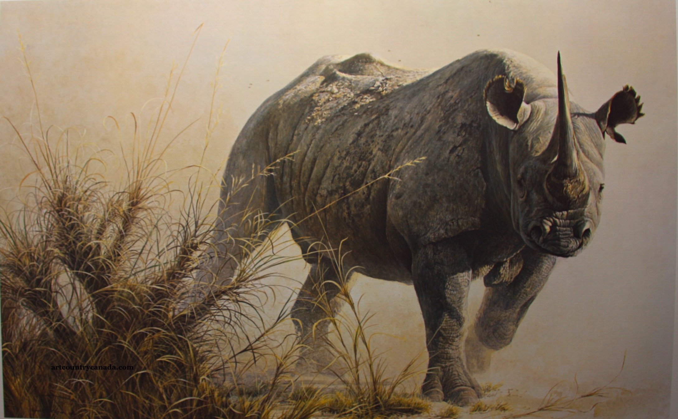 Носороги буйволы слоны обитают