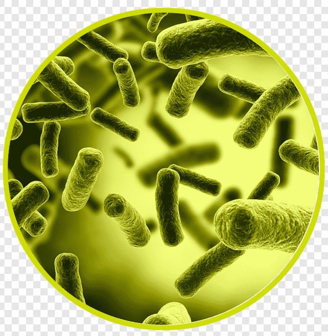 Новый вирус туберкулеза. Бациллы возбудители туберкулёза. Бактерия Escherichia coli.