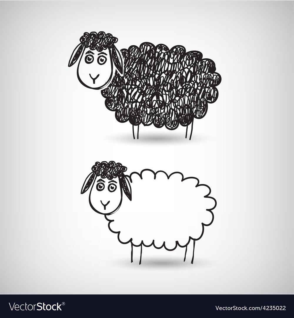 Зарисовки овец