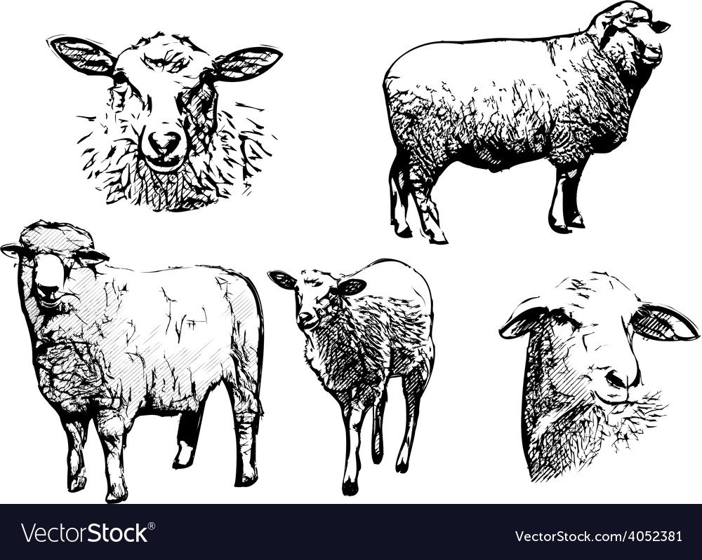 Овцы мультяшные