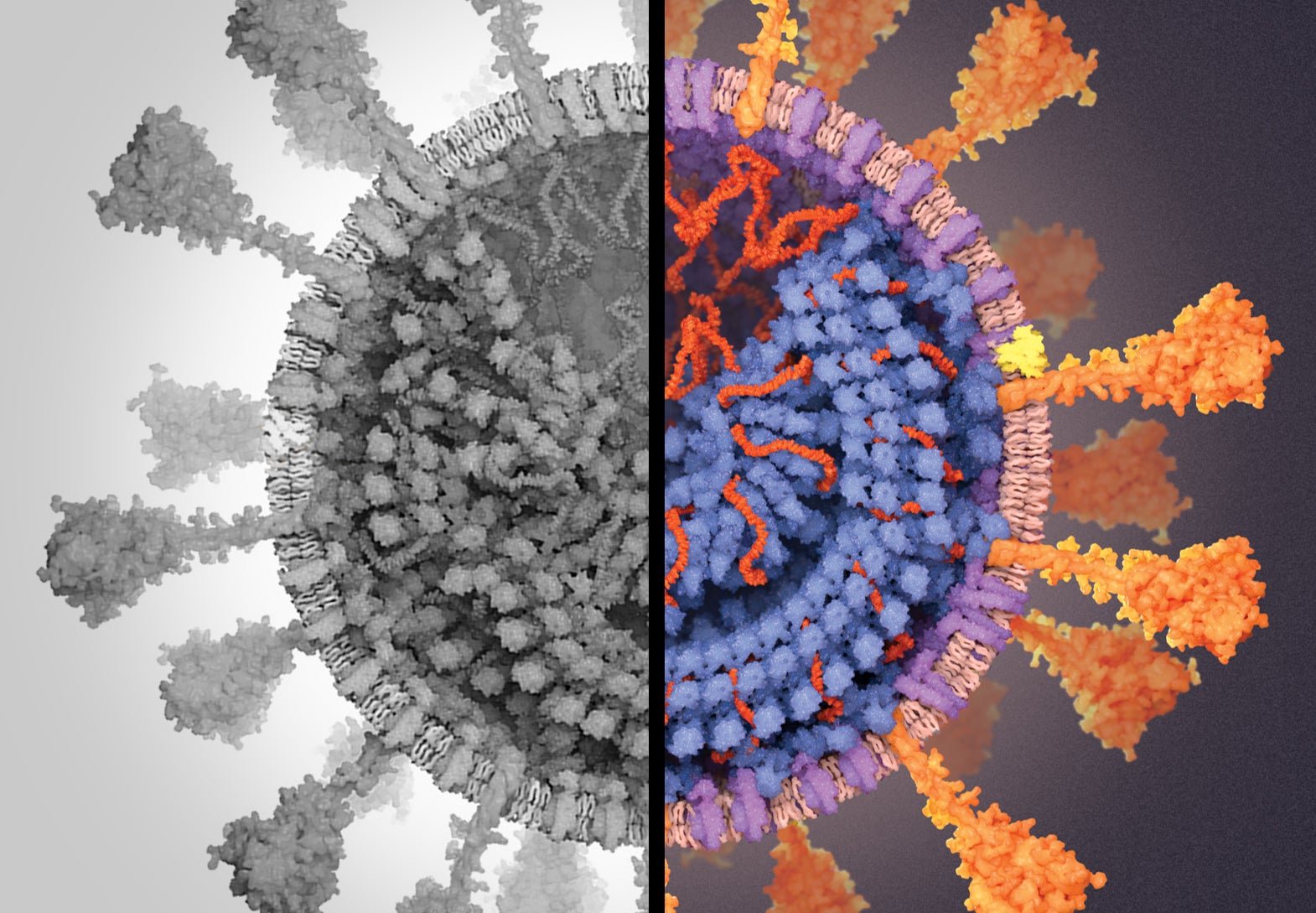 Отсутствие коронавируса. SARS-cov-2 Дельта штамм. Омикрон коронавирус. Штамм Сарс коронавирус. Вирус SARS-cov-2 под микроскопом.