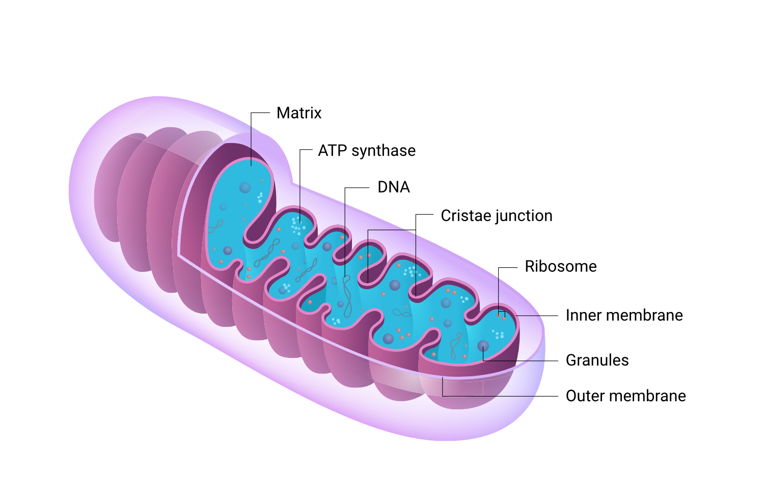 Митохондрия процесс клеточное дыхание. 1) Митохондрия. Органоид митохондрия. Строение митохондрии. Схема строения митохондрии.