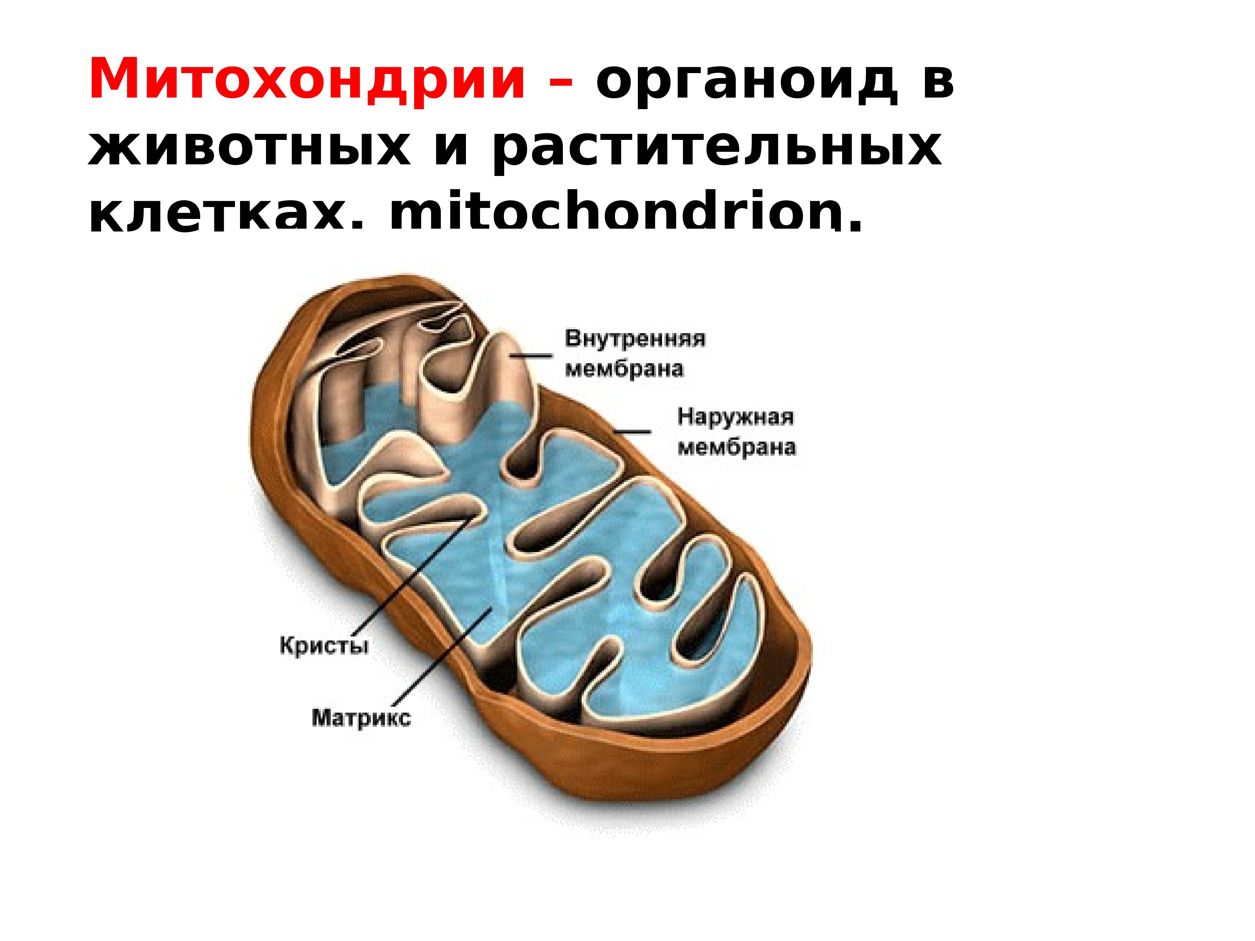 Признаки митохондрий и хлоропластов