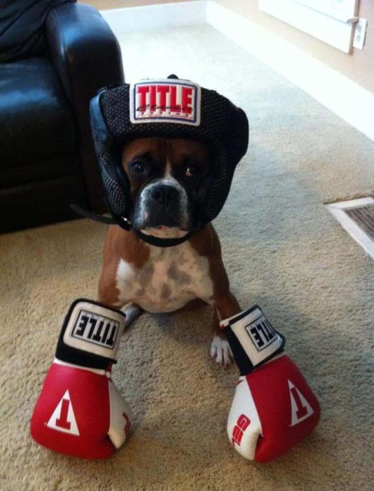 Боксер прикол. Боксерская собака. Собака в боксерских перчатках. Животные боксёры. Собака боксер в перчатках.