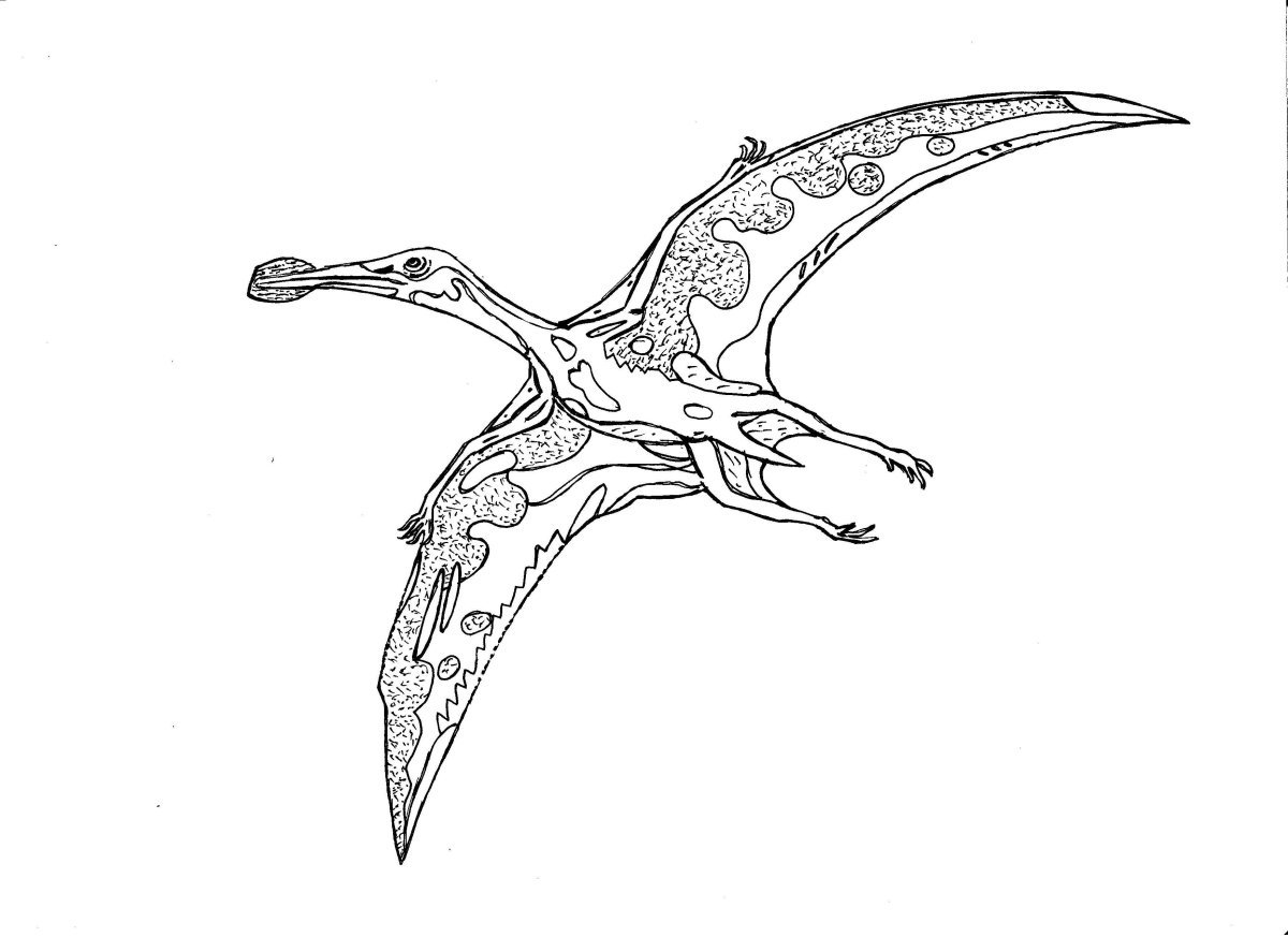 Птеранадон. Кетцалькоатль Птерозавр. Кетцалькоатль Птерозавр рисунок. Птеранодон динозавр раскраска. Птерозавр Джунгариптер.