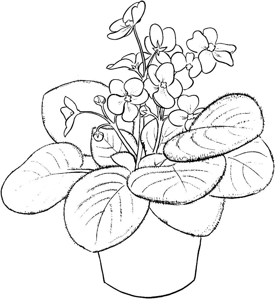 Раскраска цветок фиалка