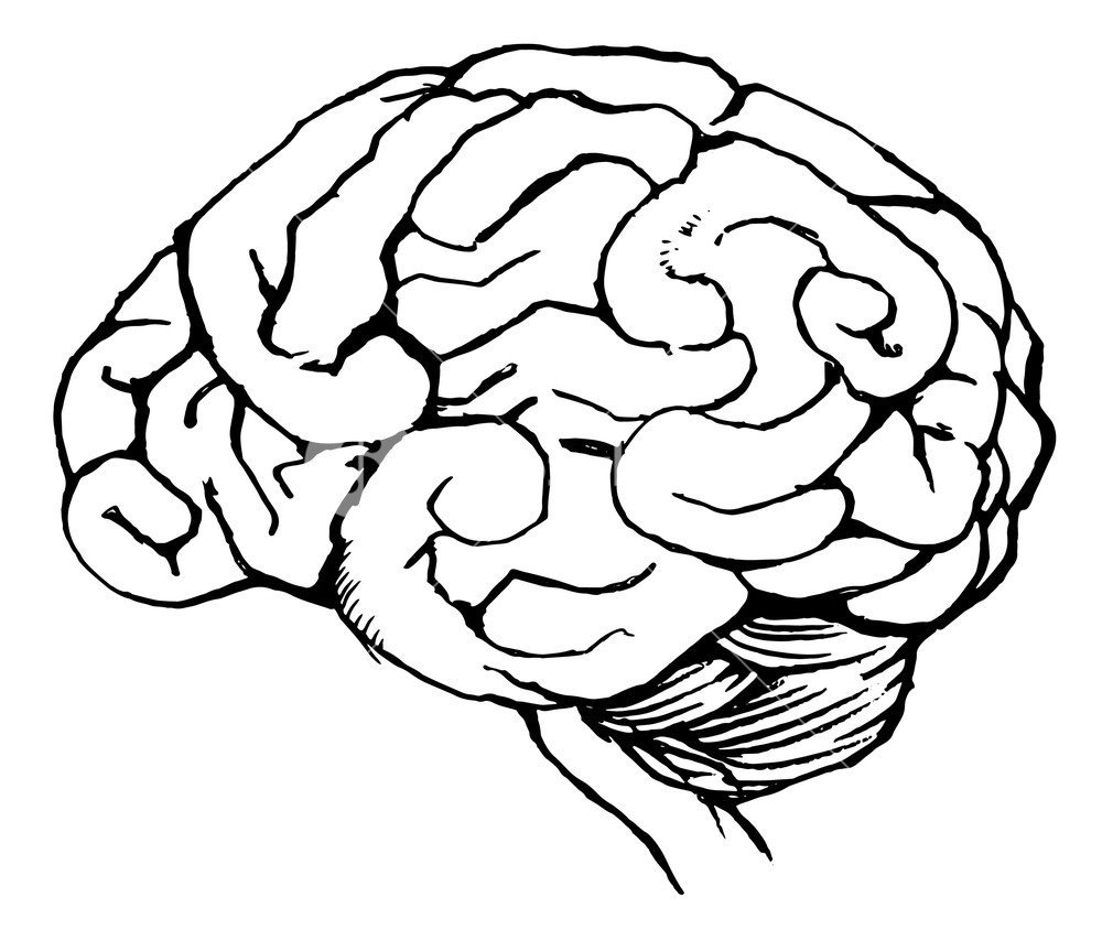 Рисунок мозга для срисовки