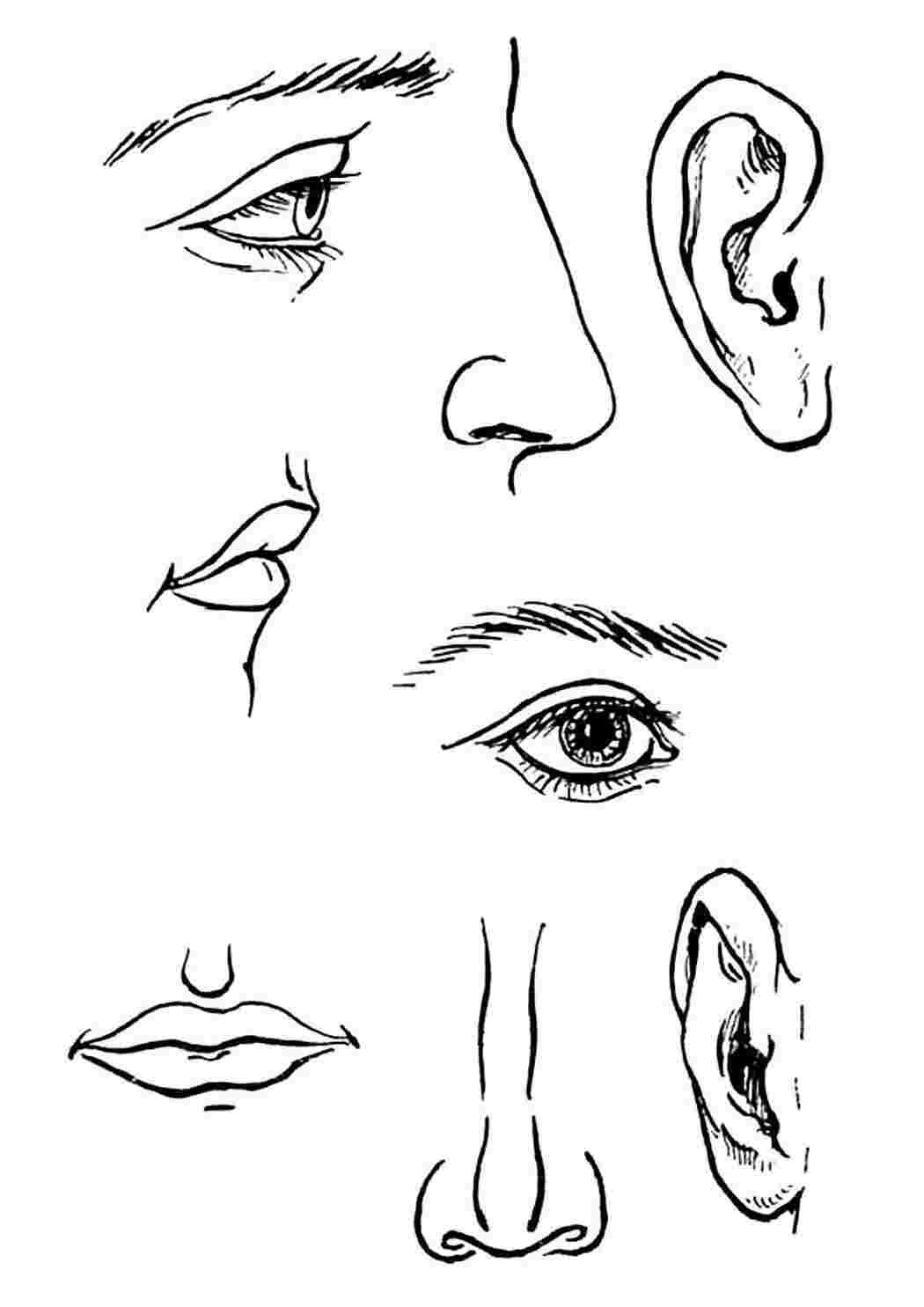 Нос рот голова уши. Зарисовки частей лица. Рисование отдельных частей лица. Отдельные части лица человека. Нос раскраска.