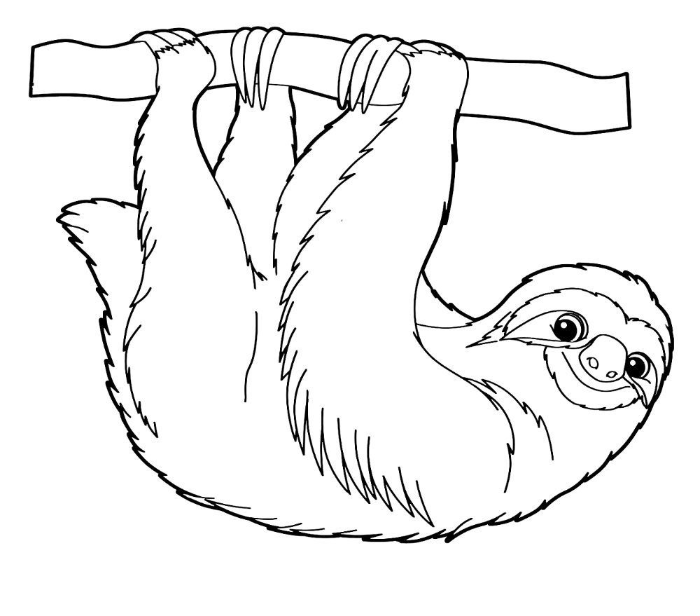Ленивец раскраска