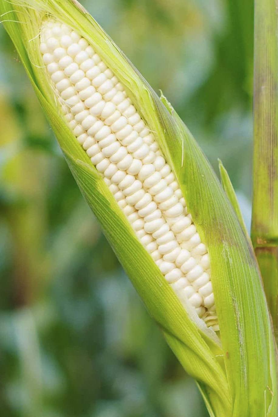Неопыленный початок кукурузы