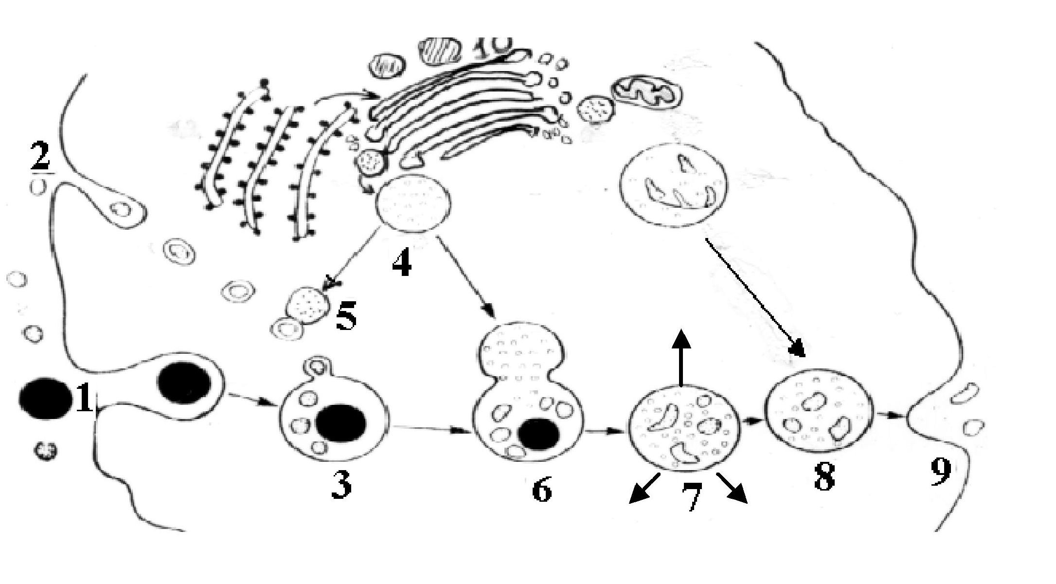 Рисунок лизосом клетки. Лизосомы схематический рисунок. Лизосомы рисунок легкий. Протонный насос лизосом. Первичная лизосома рисунок ЕГЭ.