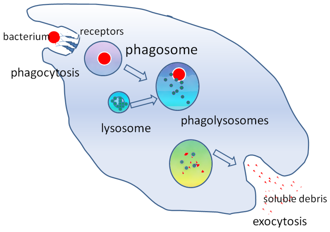 Сливается с лизосомами. Фагосома. Фагосома и фаголизосома. Лизосомы и фагосомы. Образование фаголизосомы.