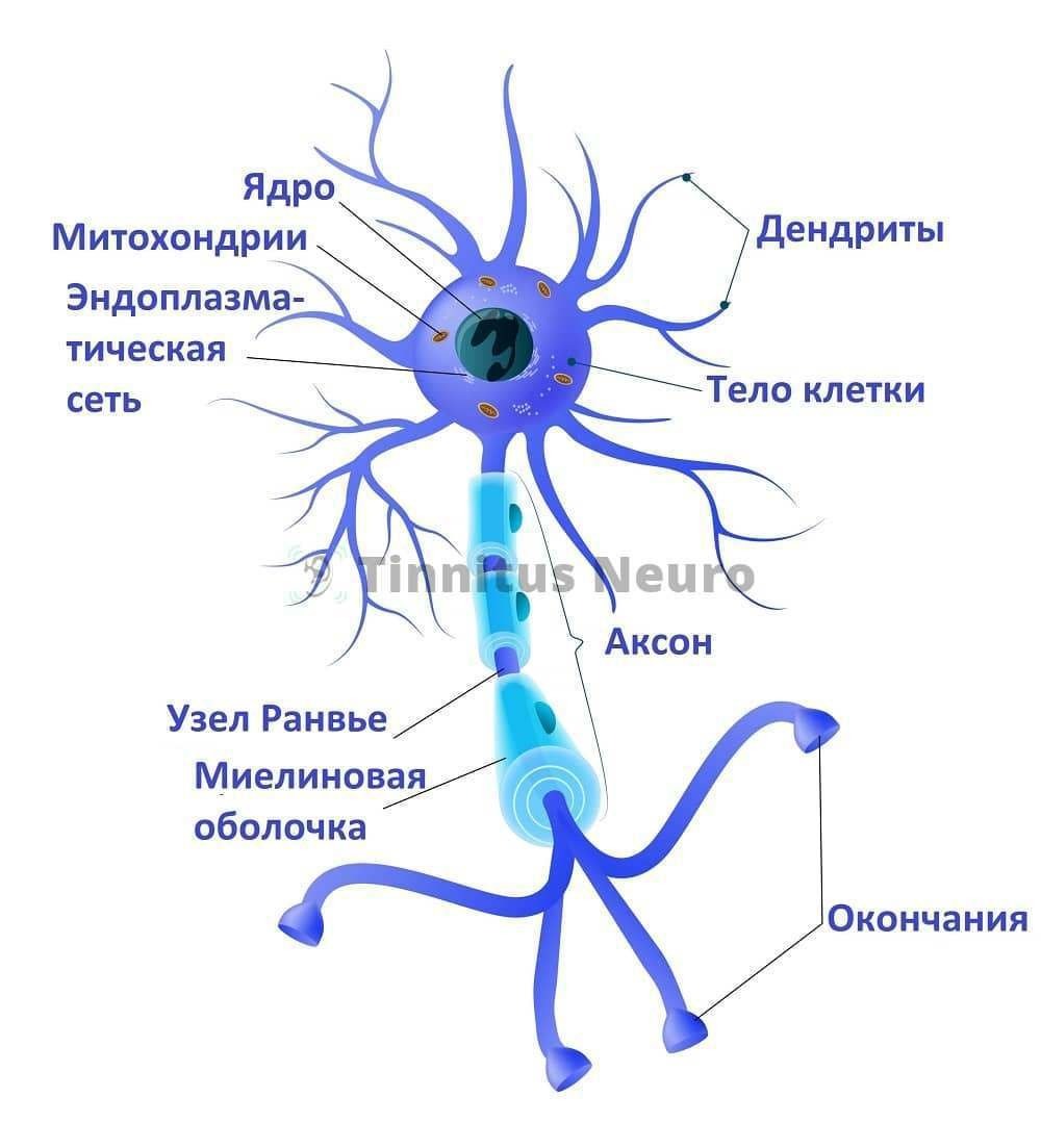 Карта нейронов
